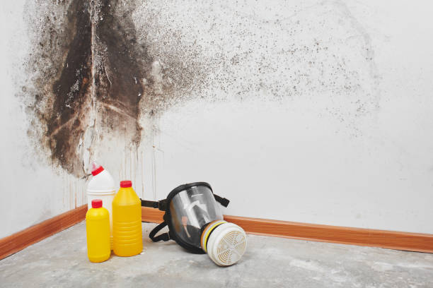 Best Post-Flood Mold Remediation in Pekin, IL