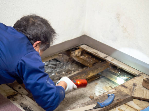 Best Attic Mold Remediation in Pekin, IL