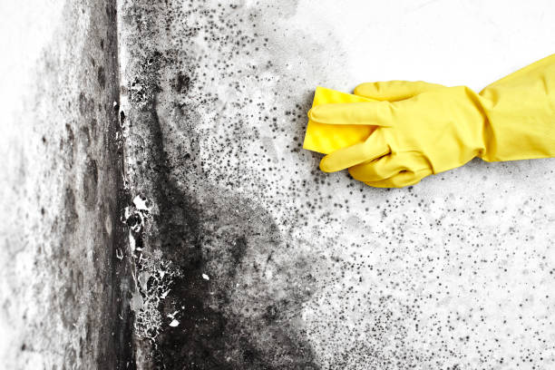 Best Crawl Space Mold Remediation in Pekin, IL