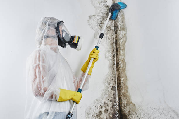 Best Residential Mold Remediation in Pekin, IL