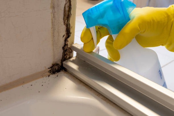 Best Insurance-Related Mold Remediation in Pekin, IL