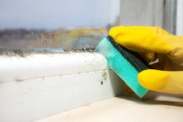 Best DIY Mold Remediation Support Services in Pekin, IL