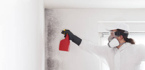 Best Kitchen Mold Remediation in Pekin, IL