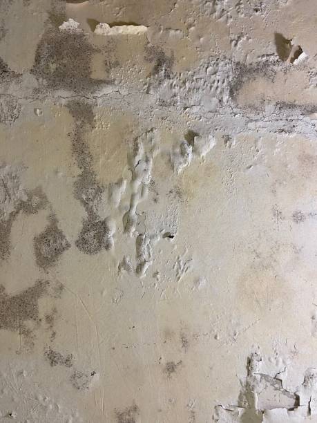 Pekin, IL Mold Remediation Company