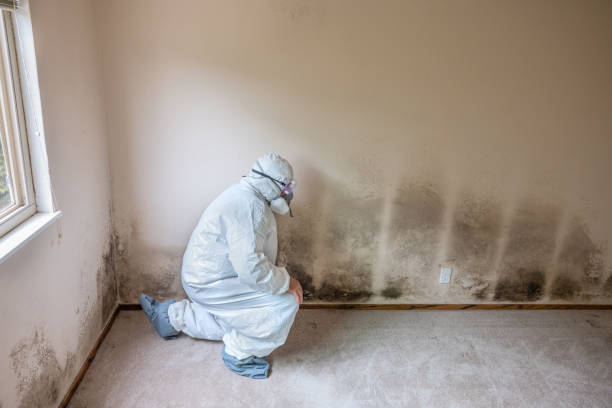 Best Health and Safety Mold Remediation in Pekin, IL