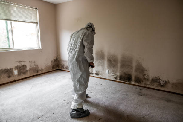 Best Mold Testing and Inspection Services in Pekin, IL