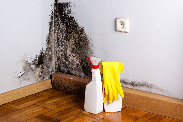 Best Black Mold Remediation in Pekin, IL