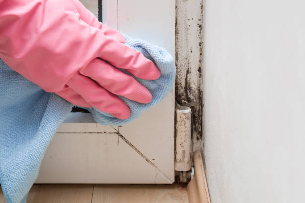 Best Mold Remediation for Specific Building Types in Pekin, IL