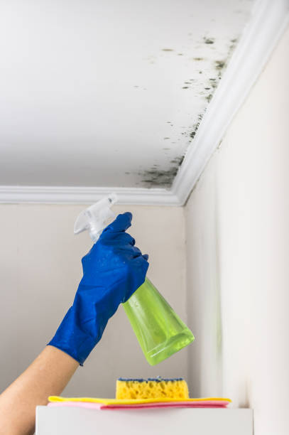 Best White Mold Remediation in Pekin, IL